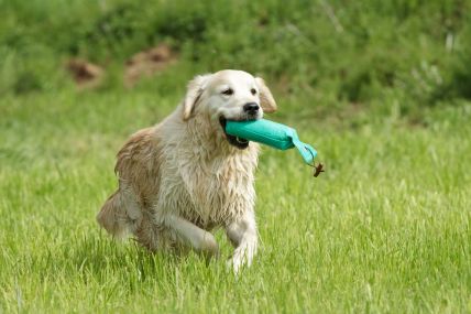 Golden Retriever retrieving a training dummy