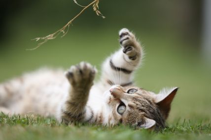 Cat playing in the grass