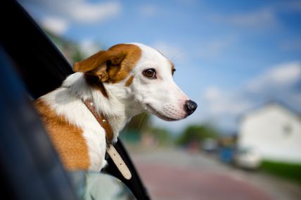 Dog sticking its head out of a car window