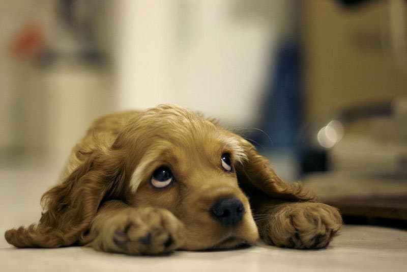 Sad dog