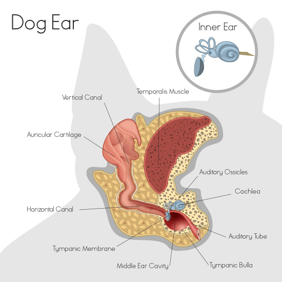Dog ear