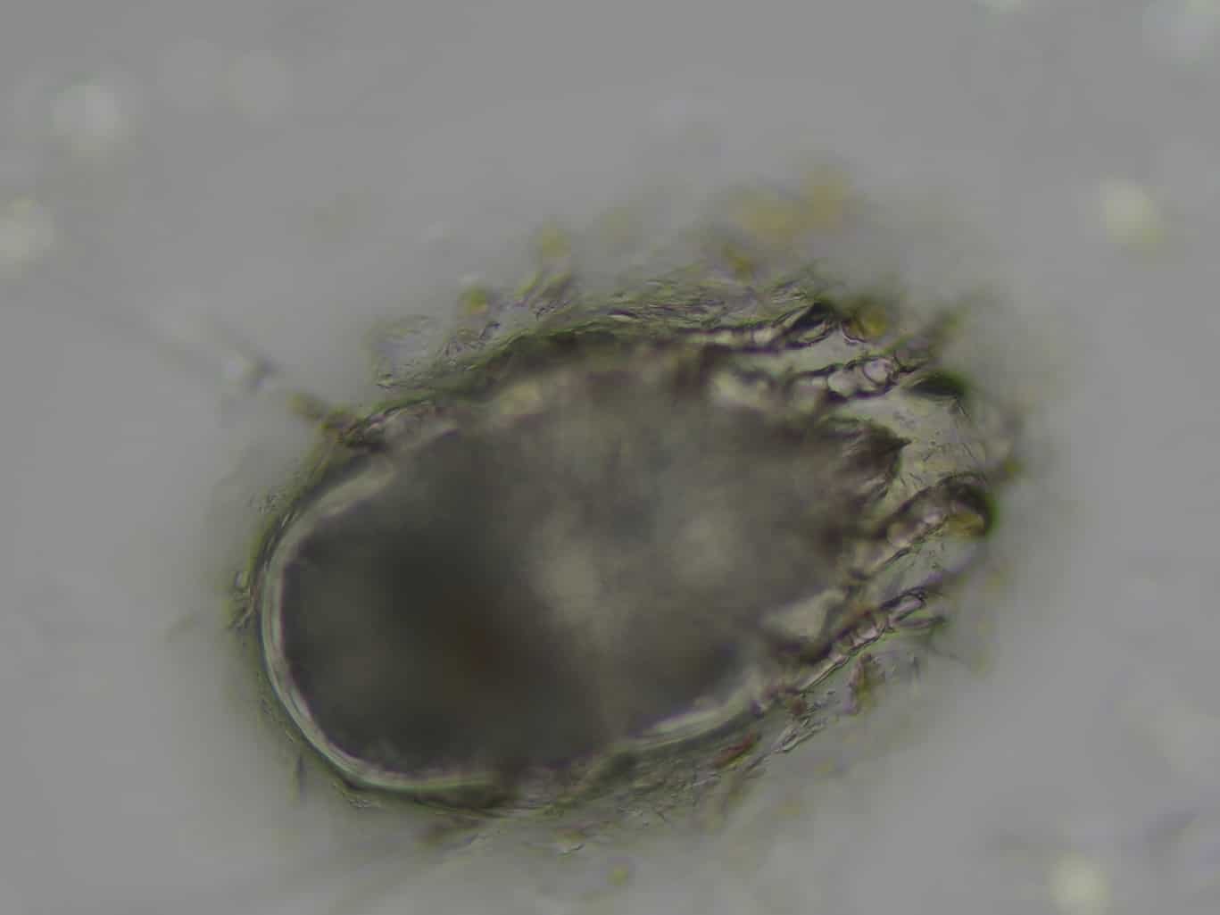 Ear mite under the microscope