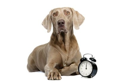 Dog with an alarm clock