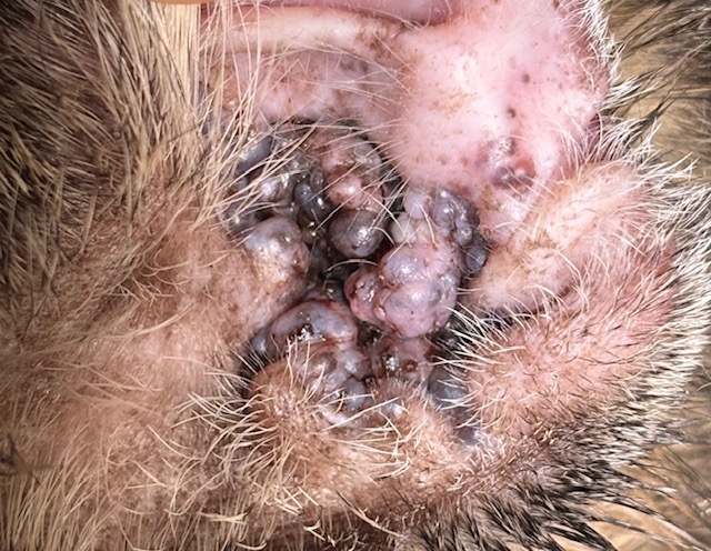 Primäre Hyperplasie der Ceruminaldrüsen bei einer Katze