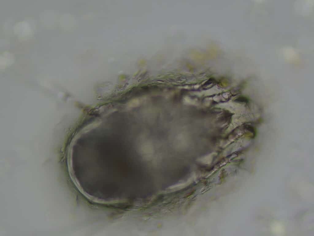 Ohrmilbe unter dem Mikroskop